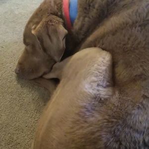 Meet your Posher, Chris